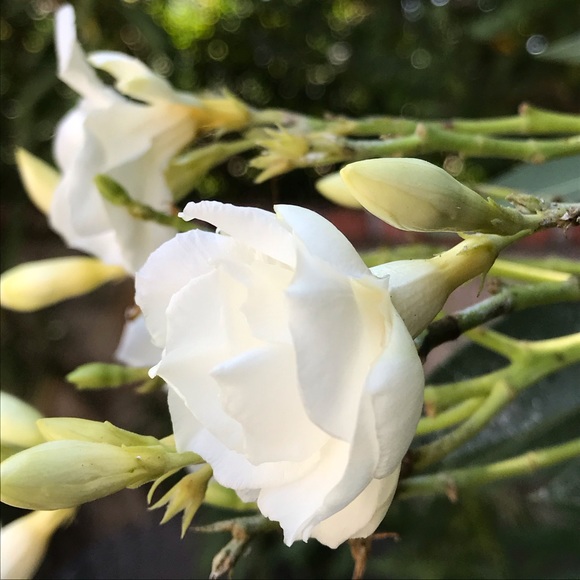 Meet your Posher, Posh - Picture 1 of 1